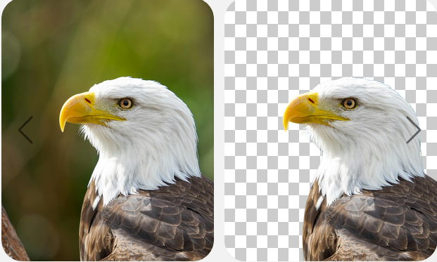 PixLab Bulk Background Removal tool?